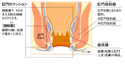 肛門の構造図