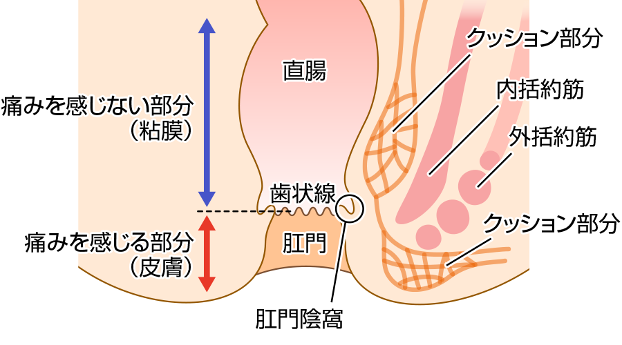 肛門の構造図