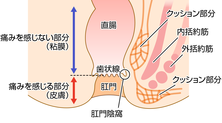 肛門の基礎知識｜痔の総合情報サイト《痔-web》