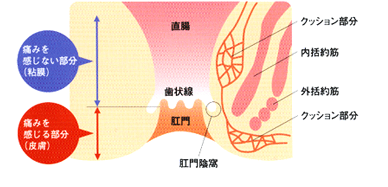 肛門の構造図