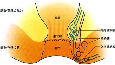 おしりの解剖図