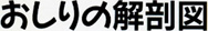 おしりの解剖図