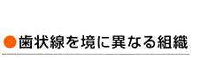 歯状線を境に異なる組織 